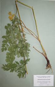 Image result for Thalictrum rhynchocarpum