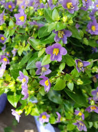 Image result for Exacum