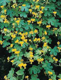Canary Bird Vine In 2020 Flowering Vines Canary Birds Climbing Flowers