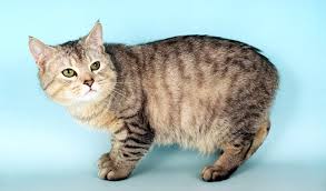 One is fat and sassy, the other a bit more sleek. Manx Cat Breed Information