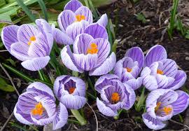 List of official state flowers, wildflowers, and national flower. Springtime Flowers In Nancy S Garden In Oregon Finegardening