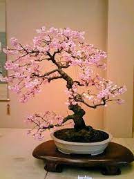 See more ideas about bonsai tree, indoor bonsai, bonsai. Flowering Bonsai Indoorbonsai Japanese Bonsai Tree Cherry Blossom Bonsai Tree Indoor Bonsai Tree