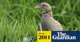Buy online today for free uk delivery! Rspb Uses Drone To Keep Watch On Britain S Vulnerable Birds Rspb The Guardian