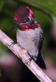 surfbirds online photo gallery search results bee hummingbird beautiful birds colorful birds