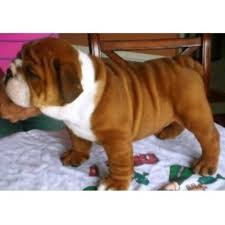 This suggest you go check if it means looking for english bulldog puppies: Amaro English Bulldogs English Bulldog Breeder In North Port Florida