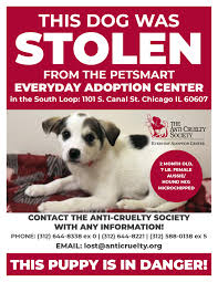 Ample access to fresh, clean drinking water; Puppy Stolen From South Loop Petsmart Adoption Center Cbs Chicago