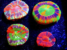 Linguata | scoli de limbi straine. Scolymia Data Base Show Your Scoli Pics Reef2reef Saltwater And Reef Aquarium Forum