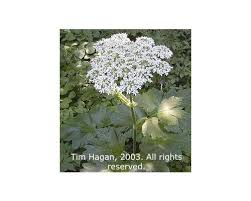 Image result for Heracleum