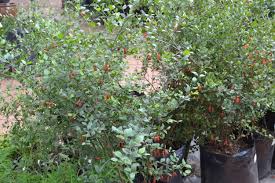 Image result for Halleria elliptica