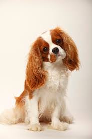 Cavalier King Charles Spaniel Dog Breed Information Pictures Characteristics Facts Dogtime The cavalier king charles spaniel, usually referred to as just the cavalier to save a few breaths, is a beautiful dog with a heart of gold. cavalier king charles spaniel dog breed