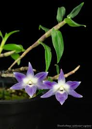 Image result for Lobelia livingstoniana