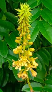 Image result for Manniophyton