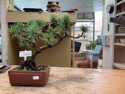 Contorta pinus densata pinus densiflora pinus densiflora 'alice verkade' pinus densiflora 'aurea' pinus densiflora 'burke's red variegated' pinus densiflora 'golden ghost' pinus densiflora 'jane. Bonsai Farm Posts Facebook