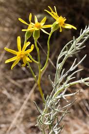 Image result for Senecio sp.no.4