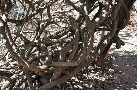 Image result for Combretum microphyllum