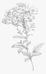 Contour drawing of banana leaf. Line Art Flower Small Drawing Of Flowers Png Transparent Png Kindpng