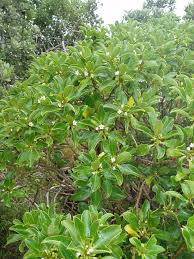 Image result for Myoporum laetum