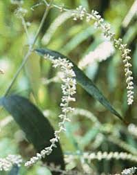 Image result for Buddleja asiatica