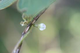 Image result for Teramnus repens