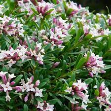 Shrubs a staple of any garden, shrubs are perfect planted in beds and borders and provide the perfect base for the rest of the garden. Daphne X Transatlantica Eternal Fragrance Fragrant Evergreen Daphne Special Deals Garden Plants