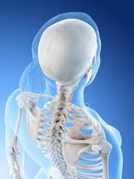 This article describes the anatomy of the head and neck of the human body, including the brain, bones, muscles, blood vessels, nerves, glands, nose, mouth, teeth, tongue, and throat. Female Back Anatomy And Skeleton Computer Illustration Biological Anatomical Stock Photo 308618622
