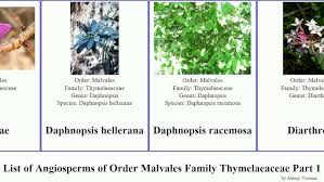 Image result for Gnidia burchellii