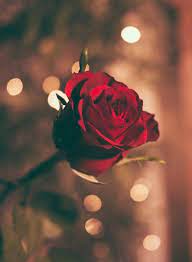Love Dare Day 8 My Four And More Rose Wallpaper Rose Images Red Roses Wallpaper