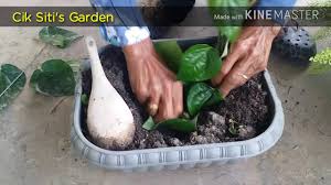 Ayuh ikuti perkongsian daripada wan mohd naziran di page kebun bandar : Cara Tanam Daun Kesum Insya Allah Gerenti Tumbuh By Abdul Wahab Abdullah