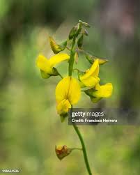 Image result for Crotalaria barkae