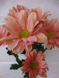 57 macam macam warna putih arti karakter dan gambar. Bunga Krisan Aster Salem Gerbera Daisy Gerbera Flowers