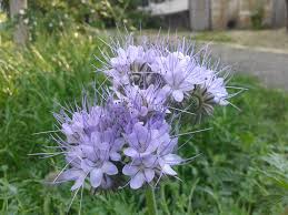 Image result for Cystostemon hispidissimus