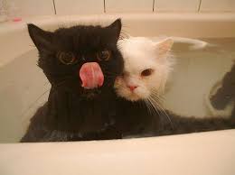 Cute Kitties Kedileri Seviyorum Hayvanlar Hayvan