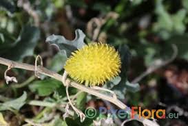 Image result for Cucumis aculeatus