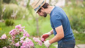 We did not find results for: Rosen Im Sommer Zuruckschneiden Und Dungen Ndr De Ratgeber Garten Zierpflanzen