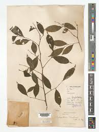 Image result for Rhaptopetalum