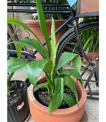Image result for Phaius