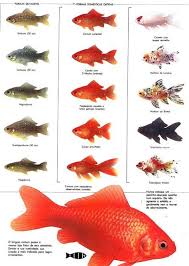 Variedades Kinguios1 Jpg 722 1015 Freshwater Aquarium Fish Aquarium Fish Goldfish