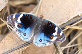 Image result for Bertiera angusiana