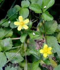 Image result for Duchesnea indica