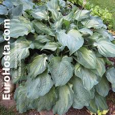 Free shipping on orders over $25 shipped by amazon. Hosta Guardian Angel Eurohosta
