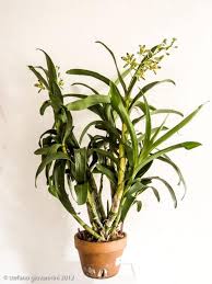 Image result for Ansellia