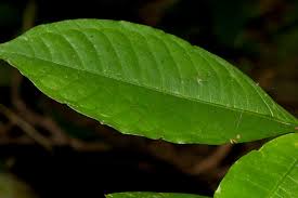 Image result for Psychotria peduncularis