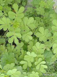 Image result for Senna tora