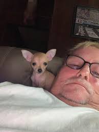 Loss of a beloved pet dog due to stroke