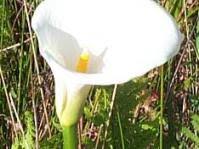 Image result for Maerua aethiopica