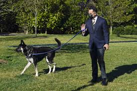 President joe biden's pooches are making a mess of things in the white house, literally and figuratively. Major Pain Biden S Dog Involved In 2nd Biting Incident