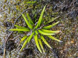 Image result for Isoetes schweinfurthii