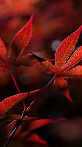 Red Leaves Backlight 750x1334 Iphone 8 7 6 6s Wallpaper Background Picture Image New year mood iphone wallpaper. red leaves backlight 750x1334 iphone 8