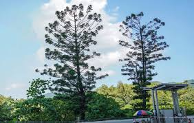 Image result for Araucaria cunninghamii
