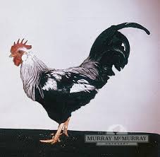 We did not find results for: Murray Mcmurray Hatchery Silver Leghorn